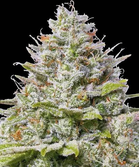Autoflower kannabiksen siemenet - CannaSeedMafia