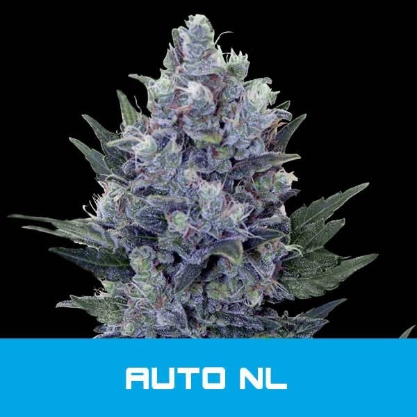 Autoflower siemenet | Bud Master Seeds - CannaSeedMafia