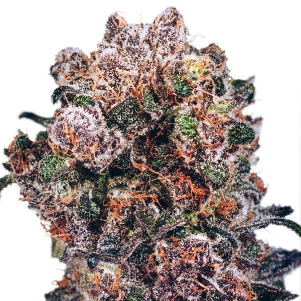 Blueberry Feminisoitu | Dutch Passion