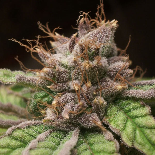 Blueberry Feminisoitu | Dutch Passion