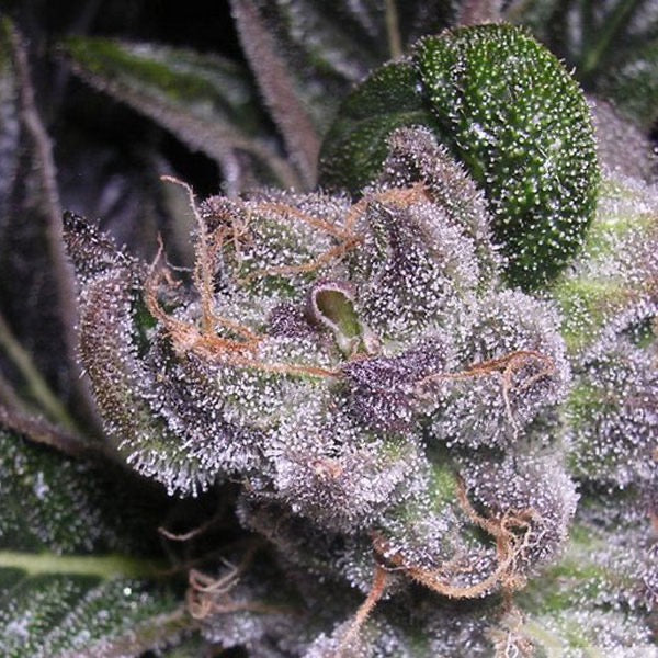 Blueberry Feminisoitu | Dutch Passion