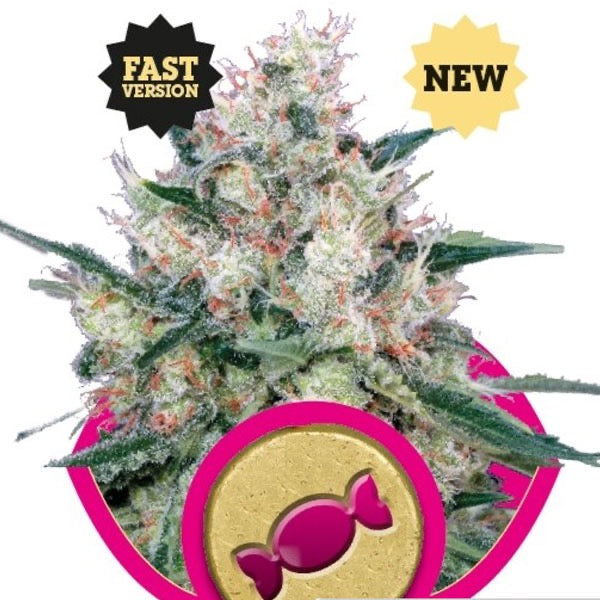 Honey Cream Fast Version Feminisoitu | Royal Queen Seeds
