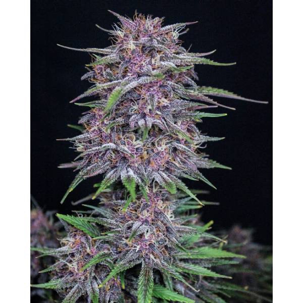 Banana Purple Punch Auto Fast Buds - CannaSeedMafia