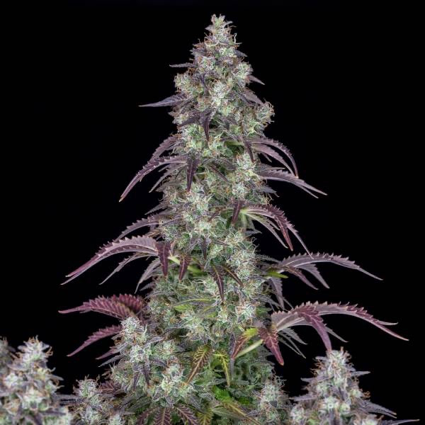 Lemon Pie Auto Fast Buds - CannaSeedMafia