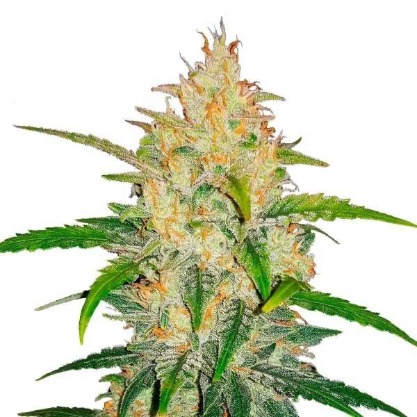 Lemon Ak Auto Fast Buds - CannaSeedMafia