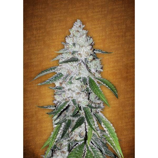 West Coast O.G Auto Fast Buds -CannaSeedMafia