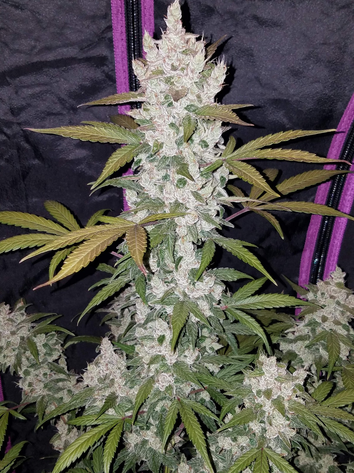 Girl Scout Cookies Auto Fast Buds