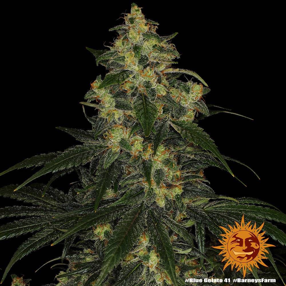 Blue Gelato 41 Feminisoitu 5kpl | Barney’s Farm