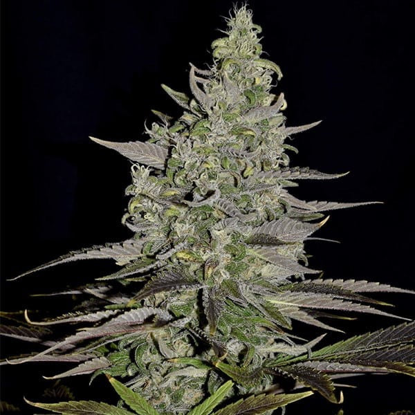 Somango XL Feminisoitu Royal Queen Seeds - Cropper