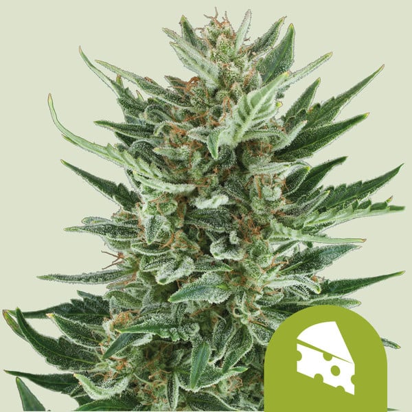 Royal Cheese Auto | Royal Queen Seeds