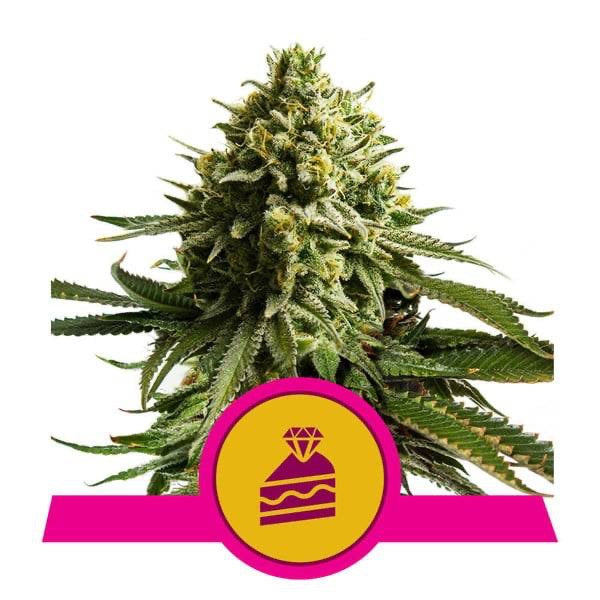 Wedding Cake Feminisoitu | Royal Queen Seeds