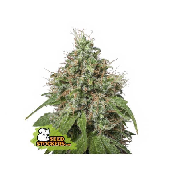 Amnesia Feminisoitu | Seedstockers - CannaSeedMafia