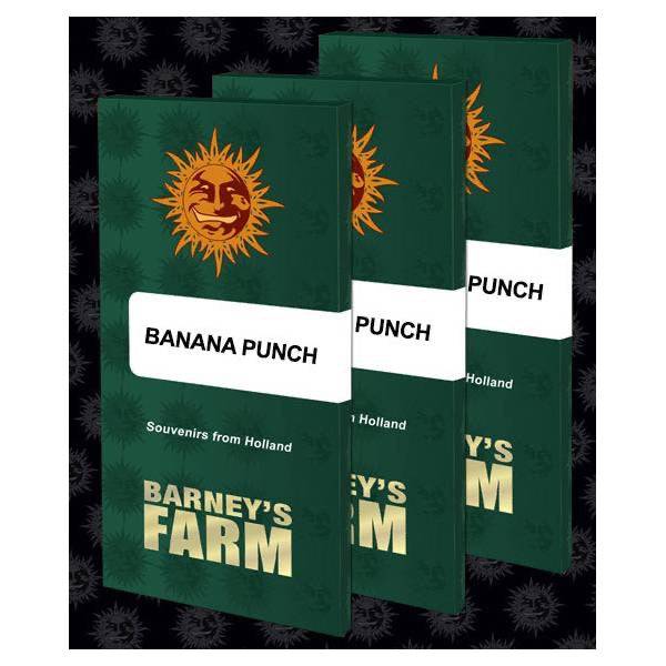 Banana Punch Feminisoitu | Barney’s Farm - CannaSeedMafia