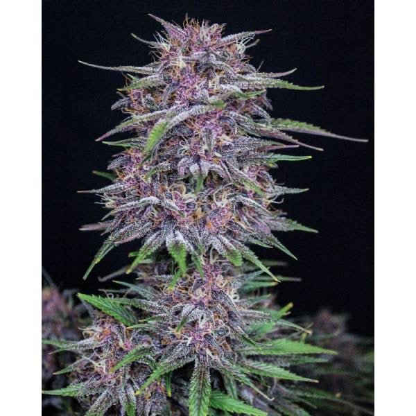 Banana Purple Punch Auto Fast Buds - CannaSeedMafia