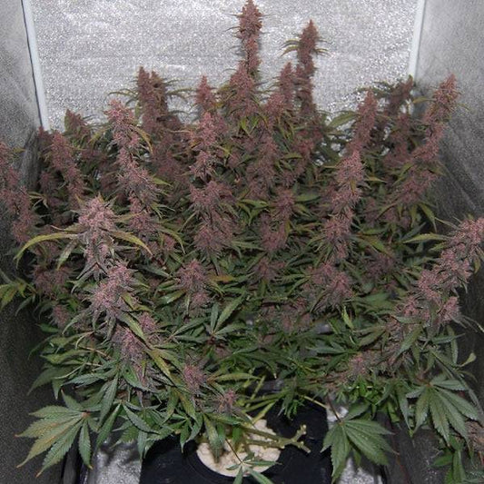 Blackberry Auto Fast Buds - CannaSeedMafia