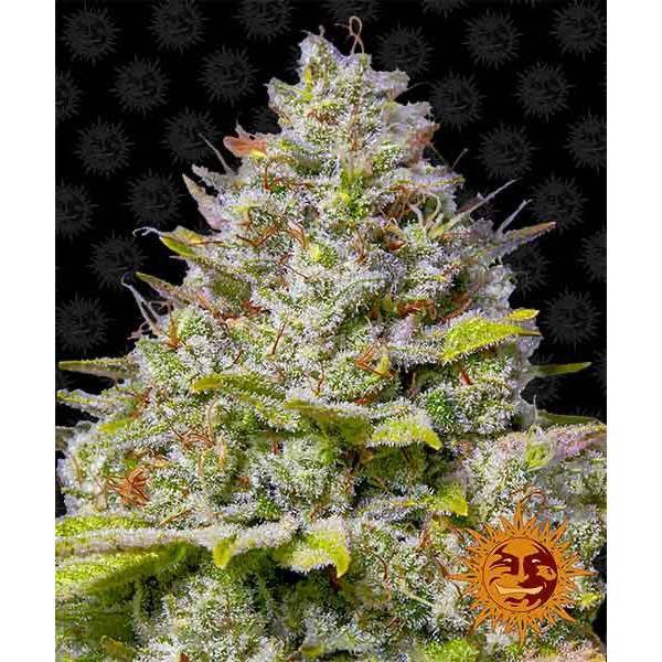 Blue Gelato 41 Feminisoitu | Barney’s Farm - CannaSeedMafia