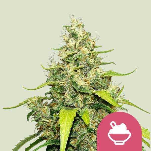 Blue Gelato Feminisoitu Royal Queen Seeds - CannaSeedMafia