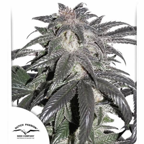 Bubba Island Kush Feminisoitu | Dutch Passion - CannaSeedMafia