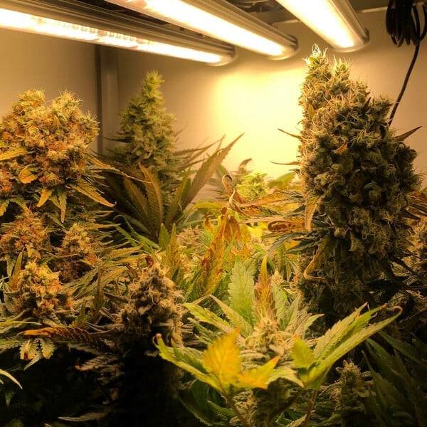 Critical Feminisoitu Royal Queen Seeds - CannaSeedMafia