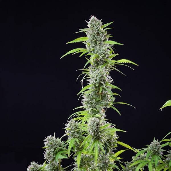 EL Patron Feminisoitu Royal Queen Seeds - CannaSeedMafia