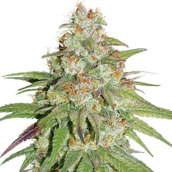 Glueberry OG Feminisoitu | Dutch Passion - CannaSeedMafia