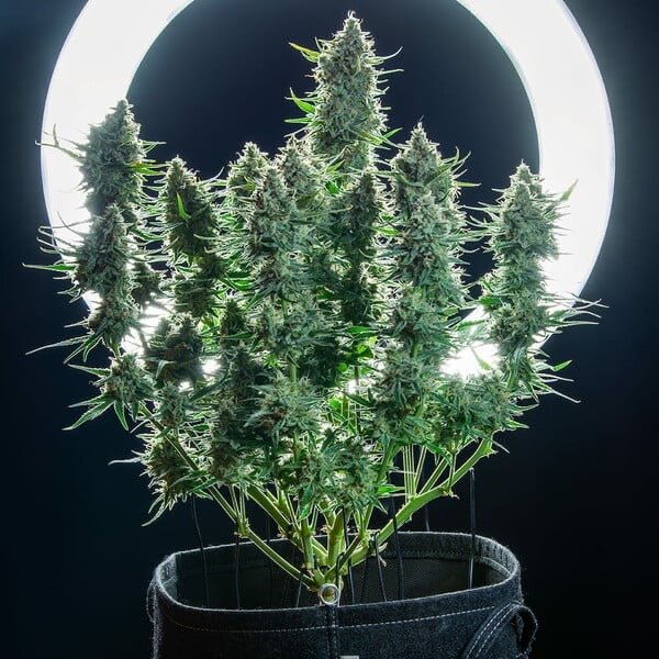 Green Gelato Auto Royal Queen Seeds - CannaSeedMafia