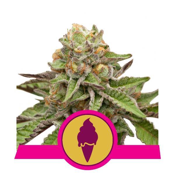 Green Gelato Feminisoitu | Royal Queen Seeds - CannaSeedMafia
