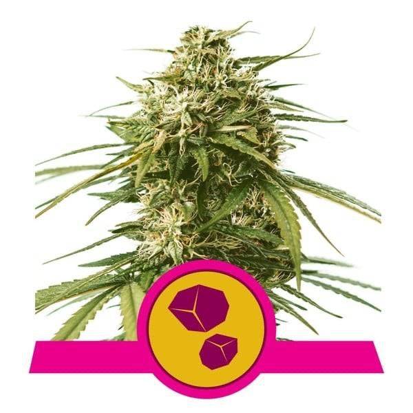 Gushers Feminisoitu | Royal Queen Seeds - CannaSeedMafia