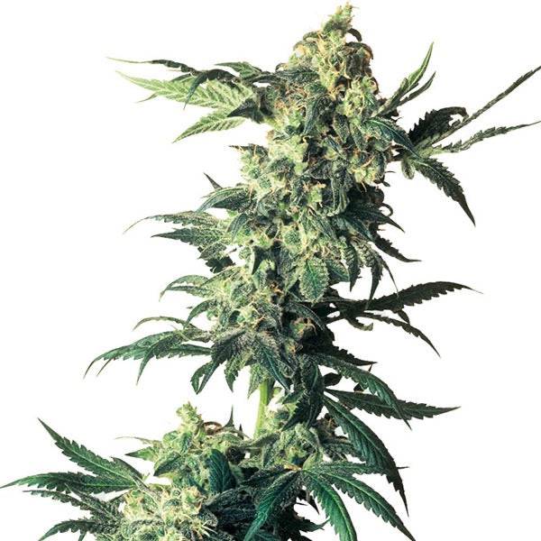 Northern Lights Feminisoitu | Sensi Seeds - CannaSeedMafia