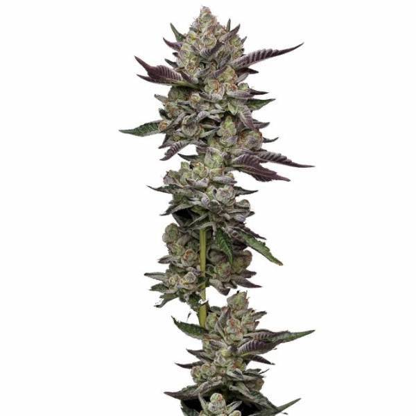 Poddy Mouth Feminisoitu | Humboldt Seed Company - CannaSeedMafia