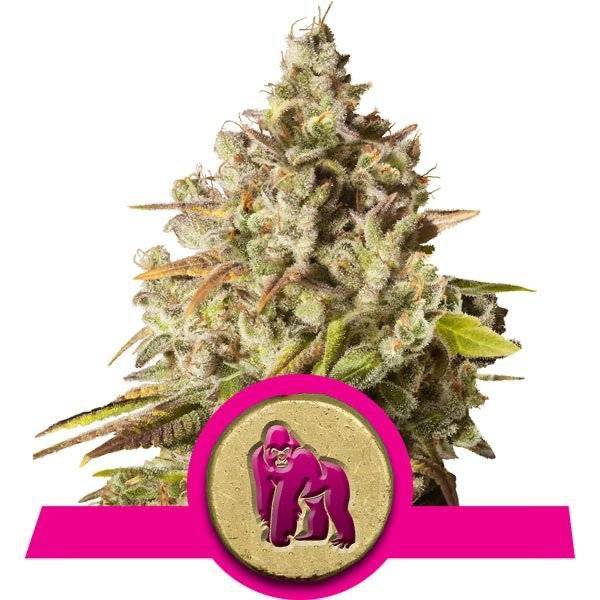 Royal Gorilla Feminisoitu | Royal Queen Seeds - CannaSeedMafia