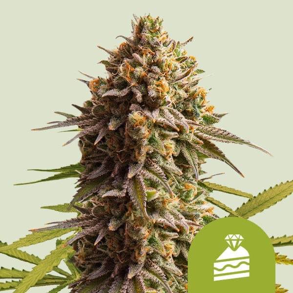 Wedding Cake Auto Royal Queen Seeds - CannaSeedMafia