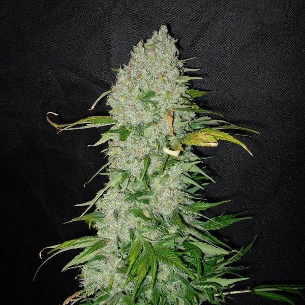 White Widow Feminisoitu | Dutch Passion - CannaSeedMafia
