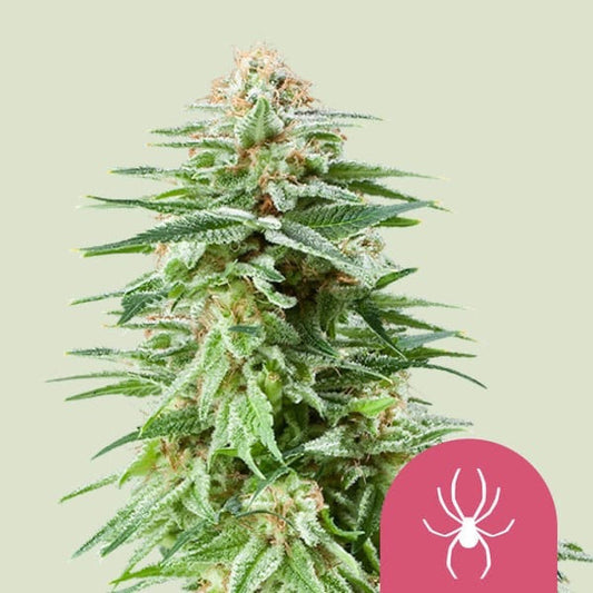 White Widow Feminisoitu Royal Queen Seeds - Cropper