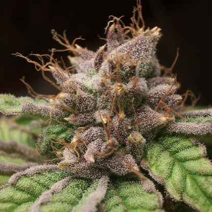 Blueberry Feminisoitu | Dutch Passion