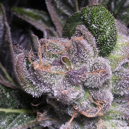 Blueberry Feminisoitu | Dutch Passion