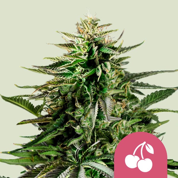 Cherry Pie Feminisoitu | Royal Queen Seeds
