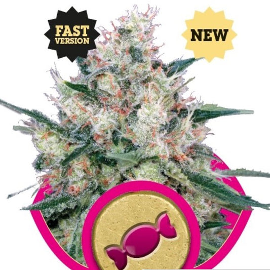 Honey Cream Fast Version Feminisoitu | Royal Queen Seeds
