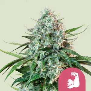 Hulkberry Feminisoitu | Royal Queen Seeds