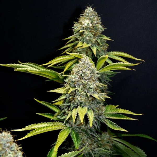 OG Kush Feminisoitu Royal Queen Seeds - Cropper