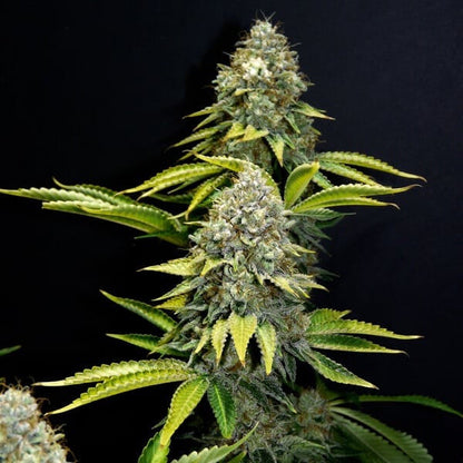 OG Kush Feminisoitu Royal Queen Seeds - Cropper