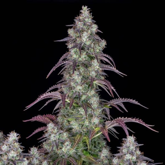 Lemon Pie Auto Fast Buds - CannaSeedMafia