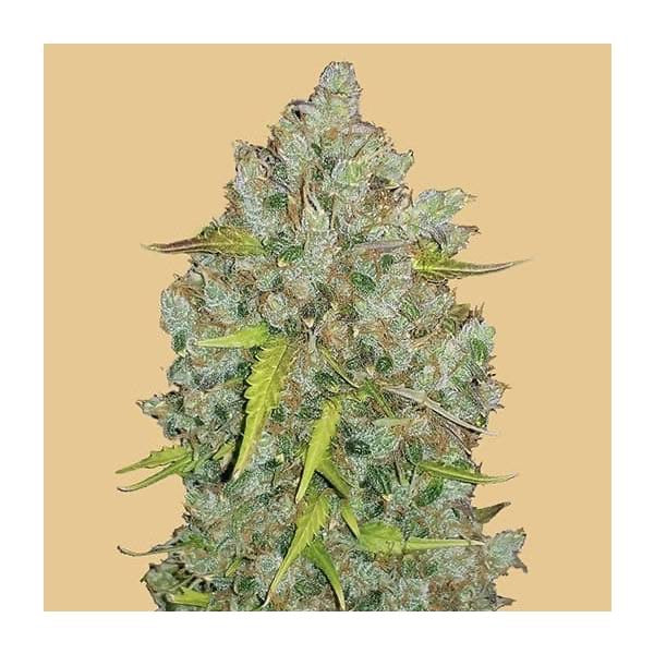 Original Bubblegum Auto Fast Buds - CannaSeedMafia