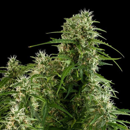 Northern Lights Auto Royal Queen Seeds - Cropper
