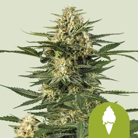 Green Gelato Auto Royal Queen Seeds