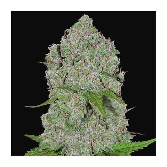Orange Sherbet Auto Fast Buds - CannaSeedMafia