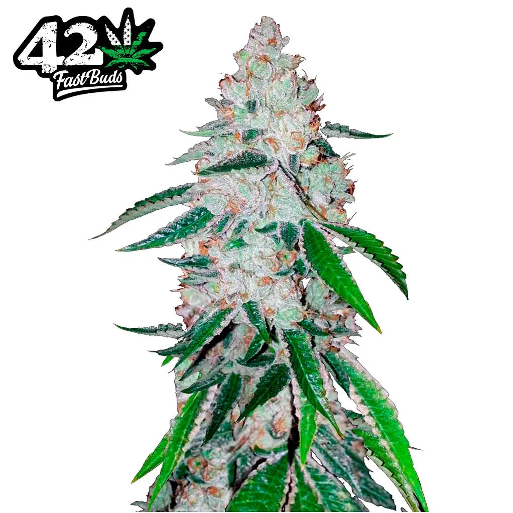 West Coast O.G Auto Fast Buds -CannaSeedMafia