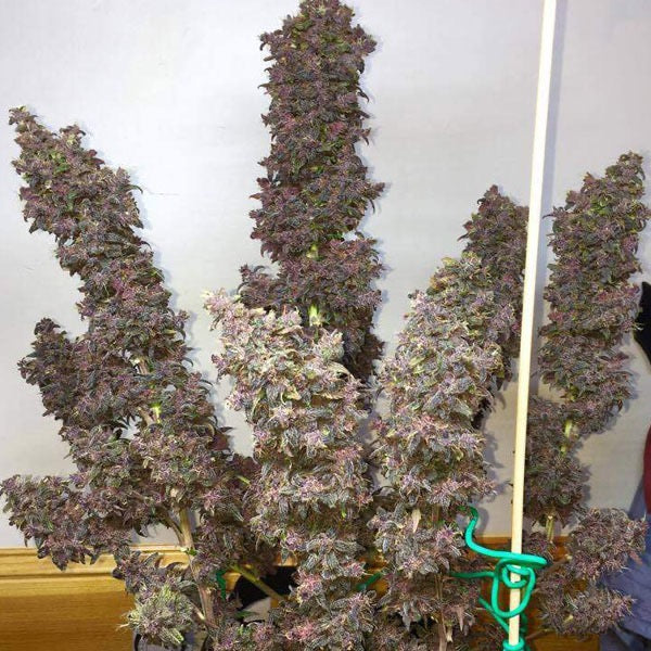 Blackberry Auto Fast Buds - CannaSeedMafia