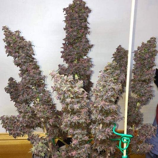 Blackberry Auto Fast Buds - CannaSeedMafia
