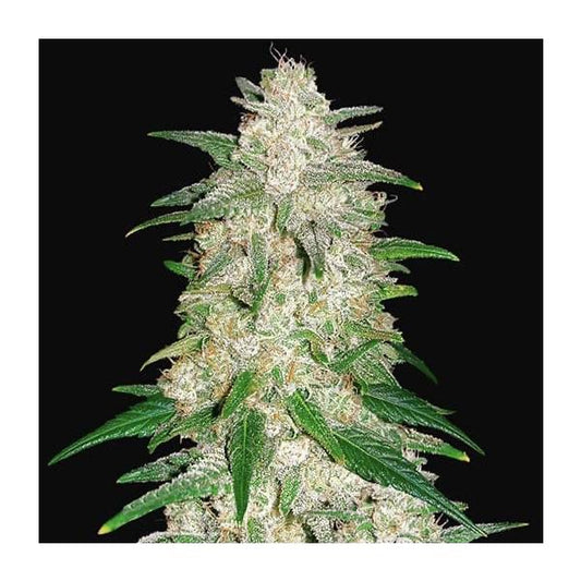 Girl Scout Cookies Auto Fast Buds
